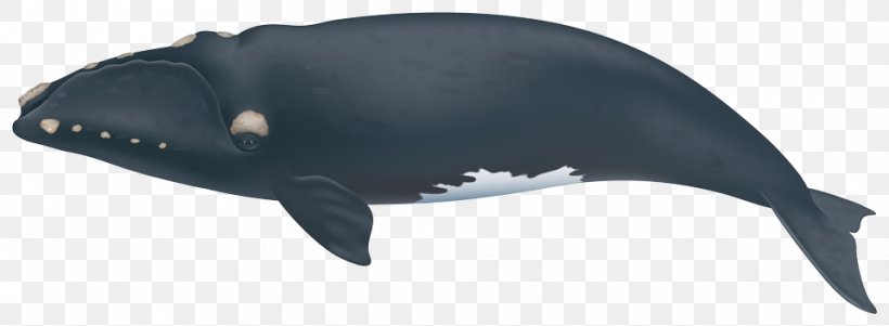 North Atlantic Right Whale Southern Right Whale North Pacific Right Whale Cetacea Whale Watching, PNG, 960x353px, North Atlantic Right Whale, Animal Figure, Baleen, Baleen Whale, Beluga Whale Download Free