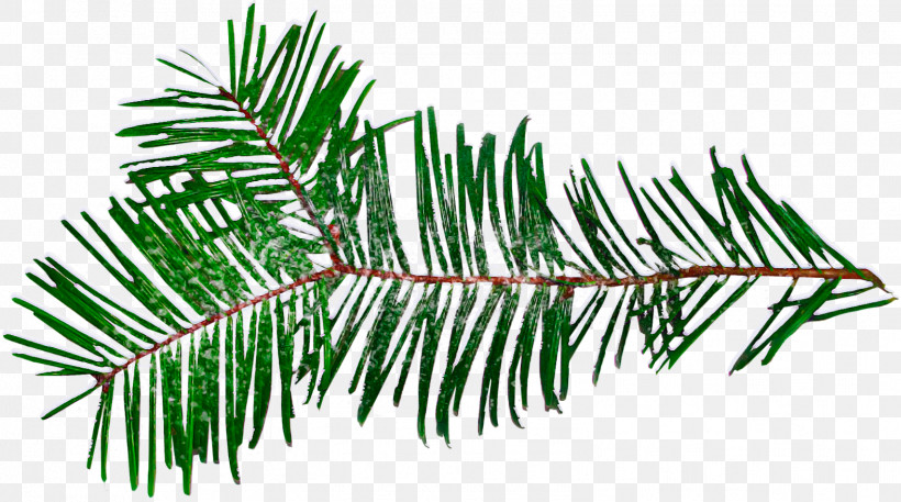 Shortleaf Black Spruce Columbian Spruce Balsam Fir Yellow Fir Tree, PNG, 1573x878px, Shortleaf Black Spruce, American Larch, Balsam Fir, Branch, Canadian Fir Download Free