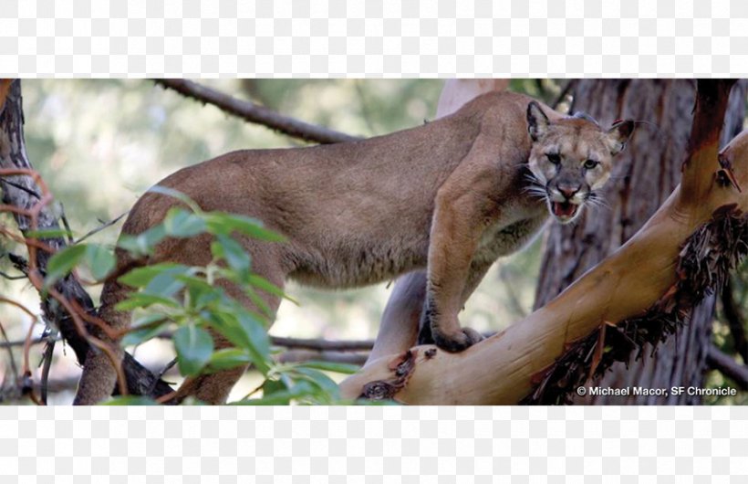Cougar Lion Felidae Cat Tiger, PNG, 850x550px, Cougar, Andean Mountain Cat, Bay Cat, Big Cat, Big Cats Download Free