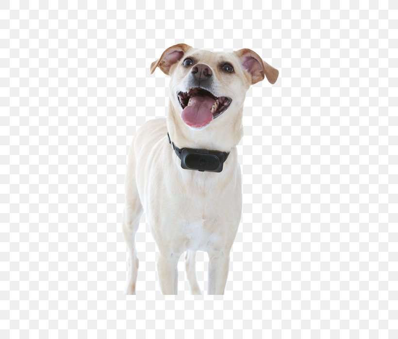 Dog Breed Sporting Group Companion Dog Dog Collar, PNG, 700x700px, Dog Breed, Breed, Carnivoran, Collar, Companion Dog Download Free