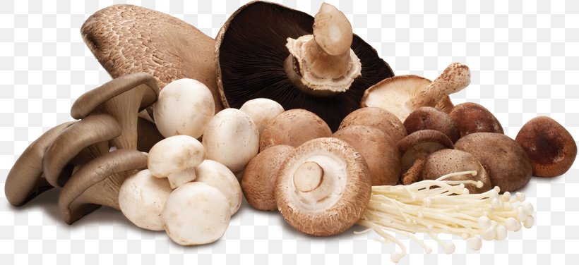 Edible Mushroom Common Mushroom Shiitake Vegetable Hen-of-the-wood, PNG, 816x376px, Edible Mushroom, Common Mushroom, Cream Of Mushroom Soup, Eintopf, Flavor Download Free