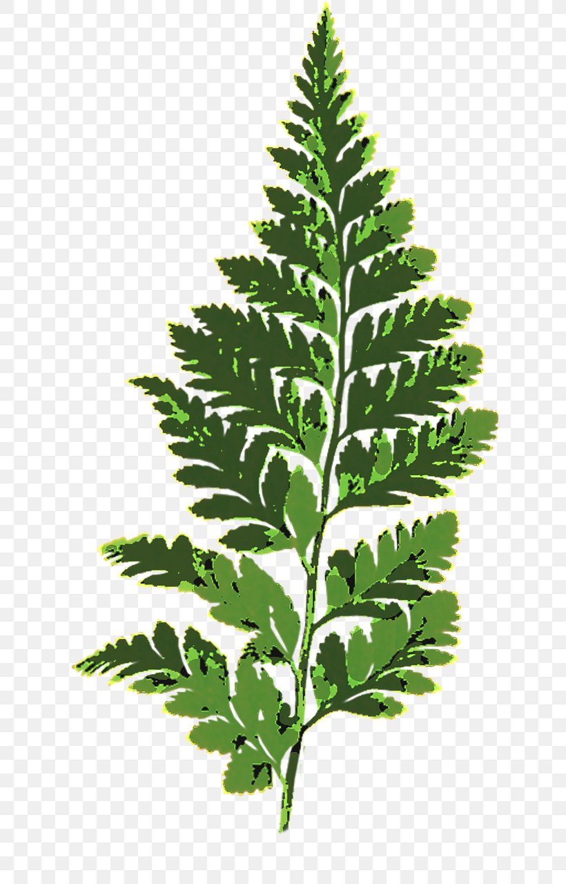 Fern Leaf Vascular Plant, PNG, 624x1280px, Fern, Botany, Burknar, Digital Image, Eagle Fern Download Free