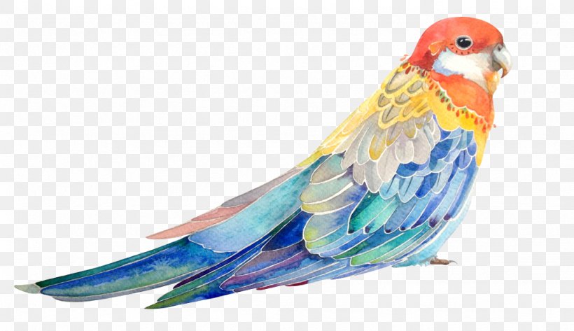 Bird Parrot Watercolor Painting Illustration, PNG, 1024x591px, Bird, Architecture, Beak, Color, Common Pet Parakeet Download Free