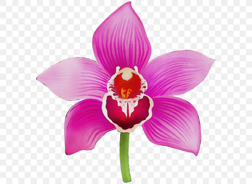Moth Orchids Cut Flowers Herbaceous Plant Cattleya Orchids Petal, PNG, 593x600px, Watercolor, Biology, Cattleya Orchids, Cut Flowers, Flower Download Free