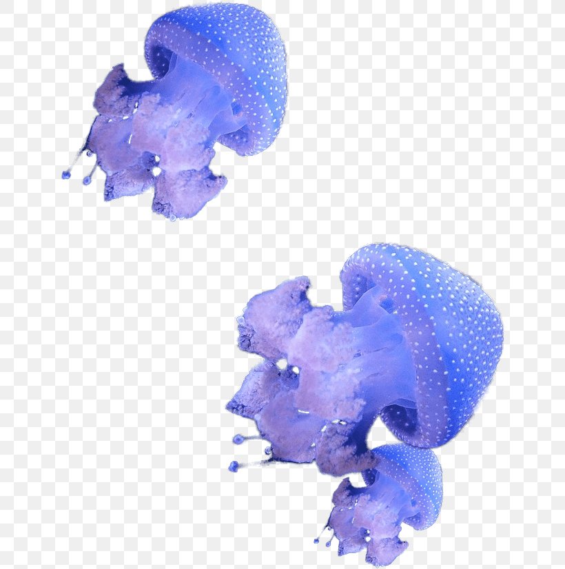 Hydrozoa Deep Sea Creature Marine Invertebrates, PNG, 646x826px, Hydrozoa, Animal, Aquatic Animal, Blue, Cobalt Blue Download Free
