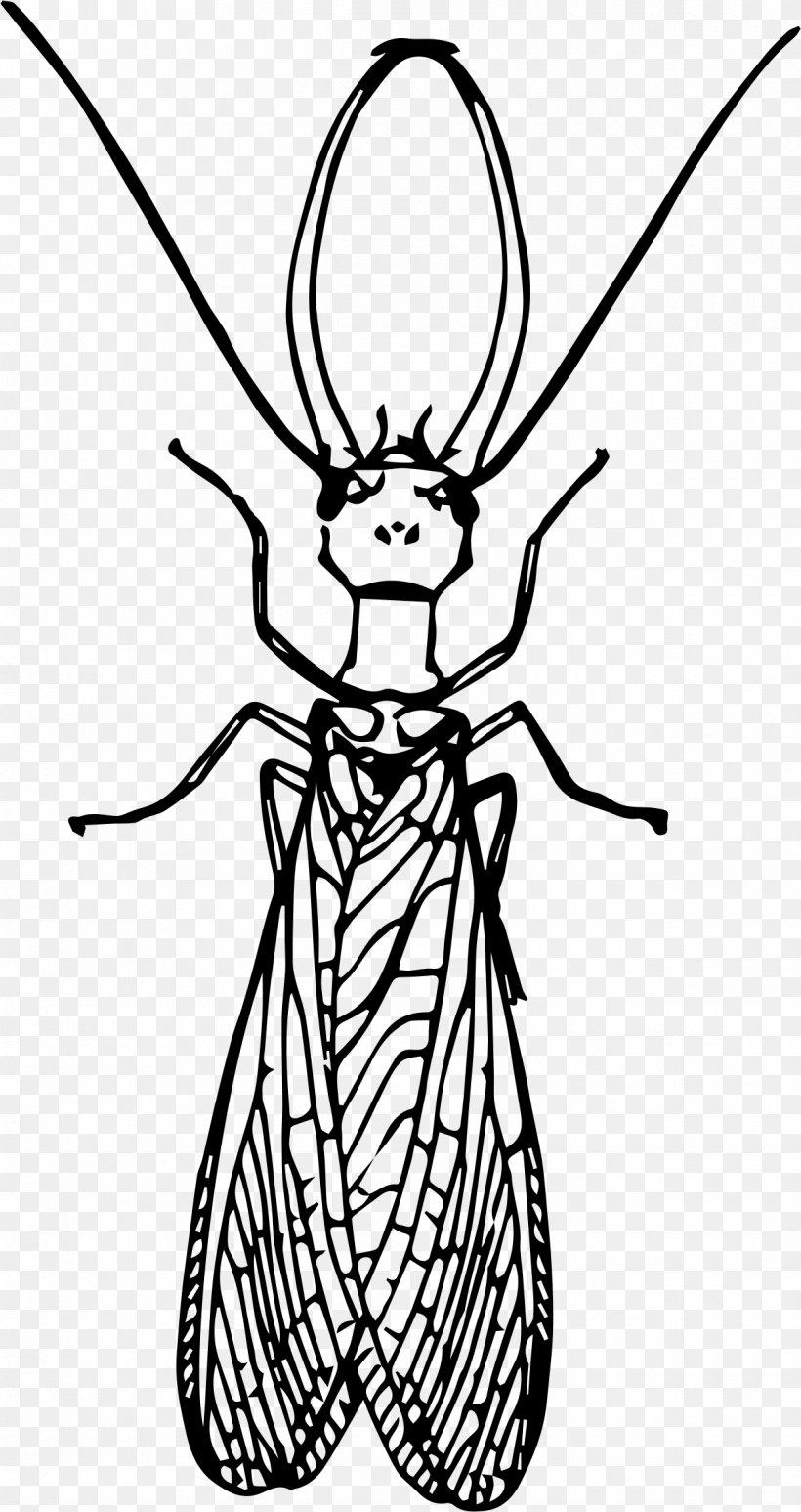 Insect Dobsonflies Drawing Clip Art, PNG, 1240x2340px, Insect, Art, Artwork, Black And White, Coloring Book Download Free
