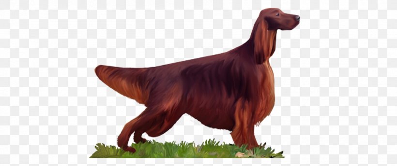 Irish Setter Dog Breed Animal, PNG, 1903x800px, Irish Setter, Animal, Breed, Canidae, Carnivore Download Free