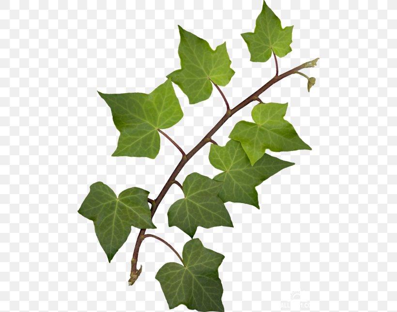 Leaf Blog Raster Graphics Green, PNG, 500x643px, Leaf, Blog, Blue, Branch, Flowering Plant Download Free