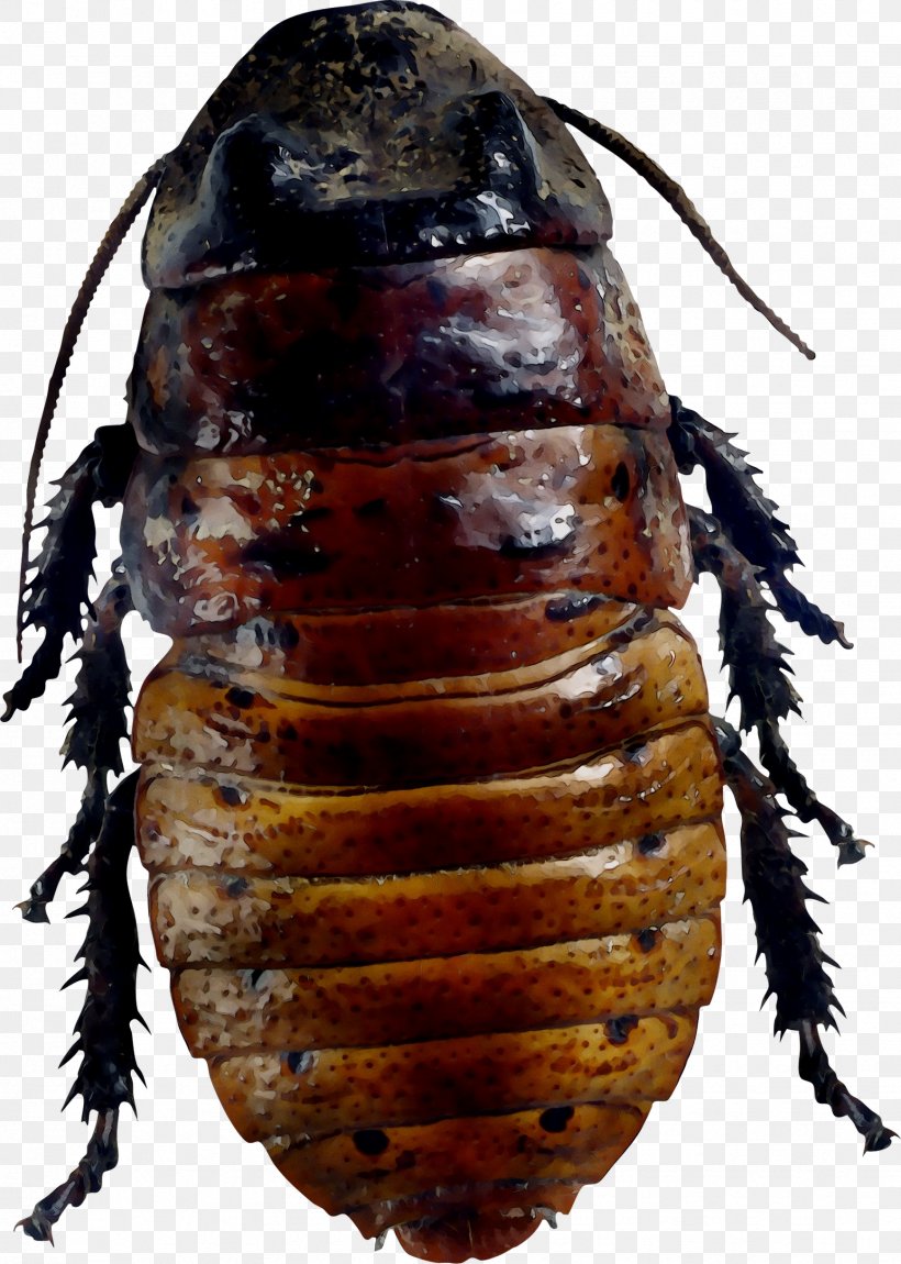 Cockroach Beetle Membrane Scarab Insect, PNG, 1736x2435px, Cockroach, Arthropod, Beetle, Darkling Beetles, Insect Download Free