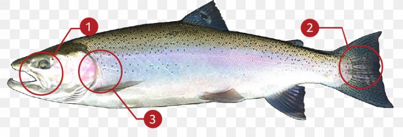 Coho Salmon Sardine Rainbow Trout Cutthroat Trout, PNG, 892x305px, Coho Salmon, Animal, Animal Figure, Barramundi, Bony Fish Download Free