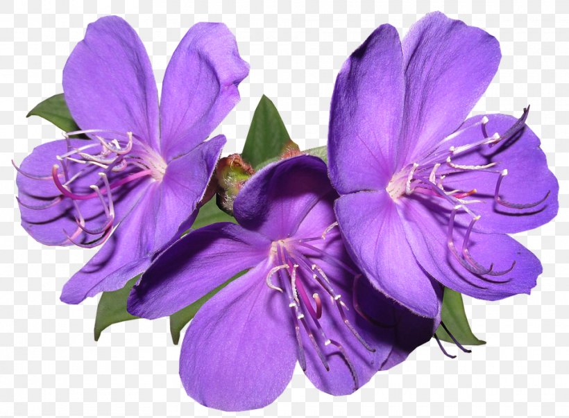 Desktop Wallpaper Flower Clip Art Stock.xchng, PNG, 960x707px, Flower, Alstroemeriaceae, Bellflower Family, Blue, Cut Flowers Download Free