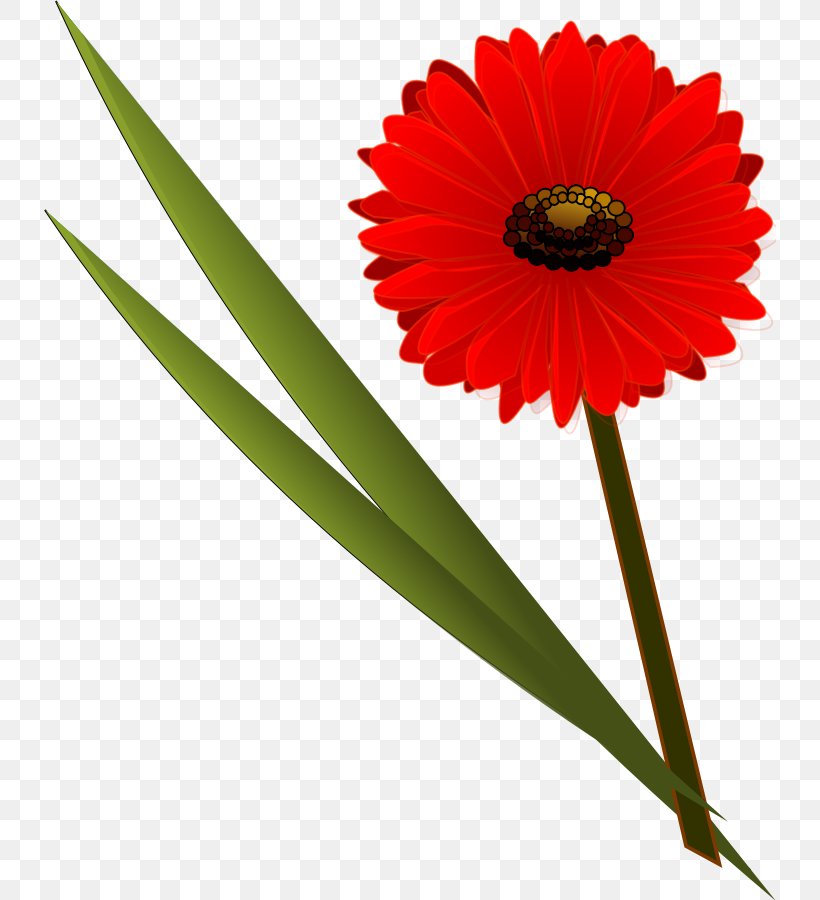 Flower Common Daisy Transvaal Daisy Clip Art, PNG, 732x900px, Flower, Common Daisy, Cut Flowers, Daisy, Daisy Family Download Free