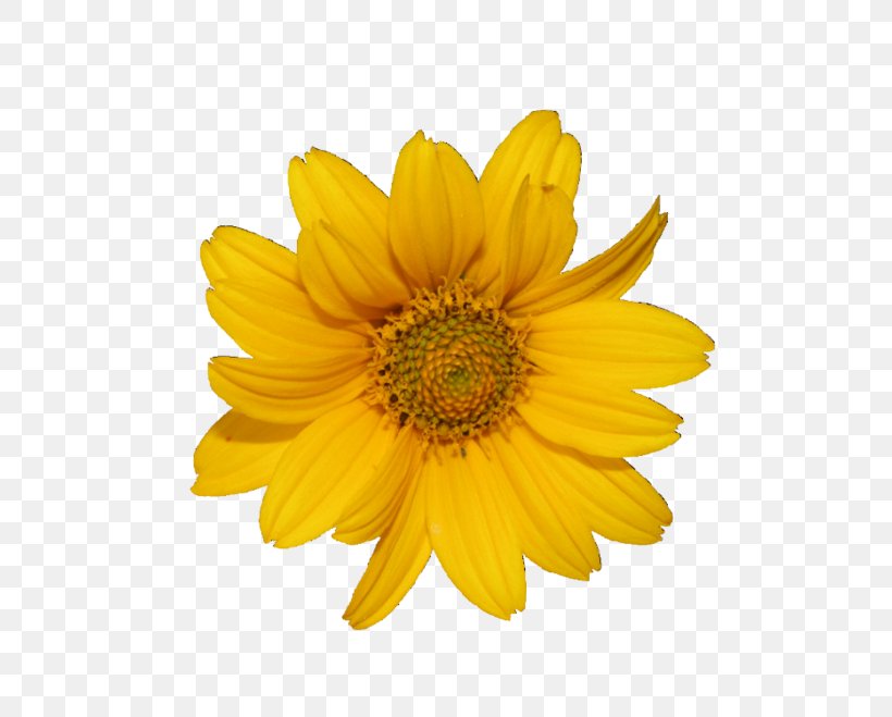 Flower Desktop Wallpaper Clip Art, PNG, 580x659px, Flower, Channel, Chrysanths, Daisy Family, Flowering Plant Download Free