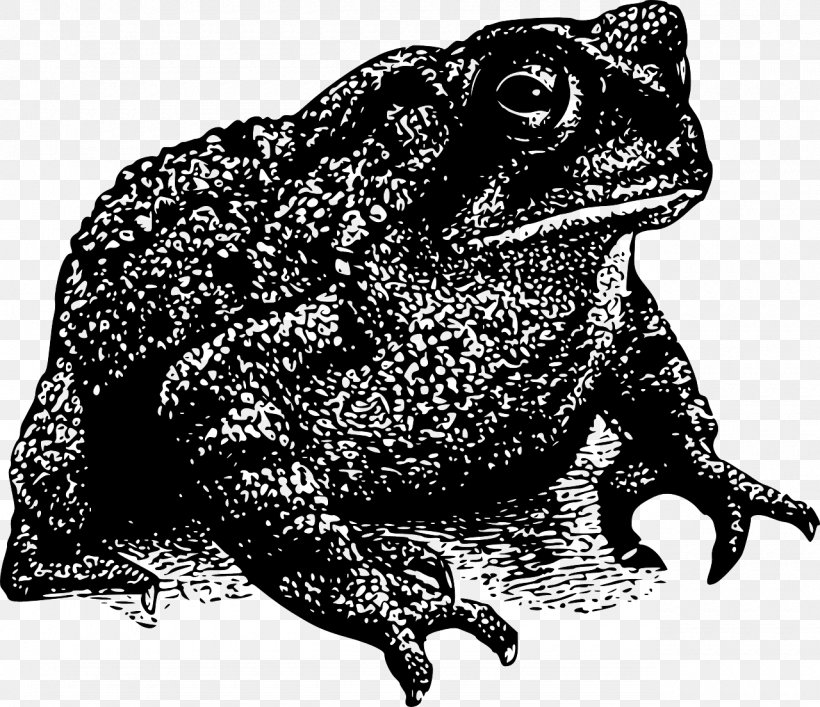Frog Toad Amphibian Drawing, PNG, 1280x1105px, Frog, Amphibian, Black And White, Cane Toad, Common Toad Download Free