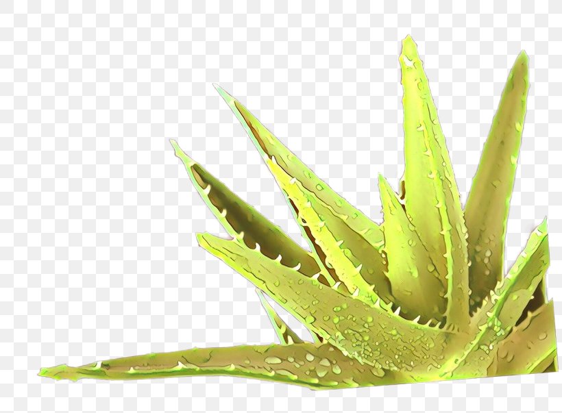 Grass Background, PNG, 810x603px, Aloes, Agave, Aloe, Flower, Grass Download Free