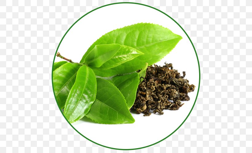 Green Tea Camellia Sinensis Dandelion Coffee Drink, PNG, 500x500px, Green Tea, Assam Tea, Basil, Black Tea, Camellia Sinensis Download Free