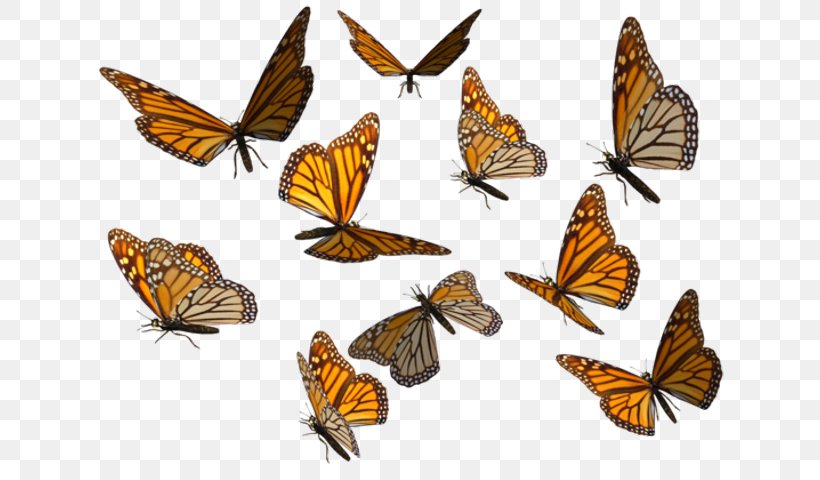 Monarch Butterfly Clip Art Image, PNG, 685x480px, Butterfly, Argynnis, Art, Arthropod, Boloria Download Free
