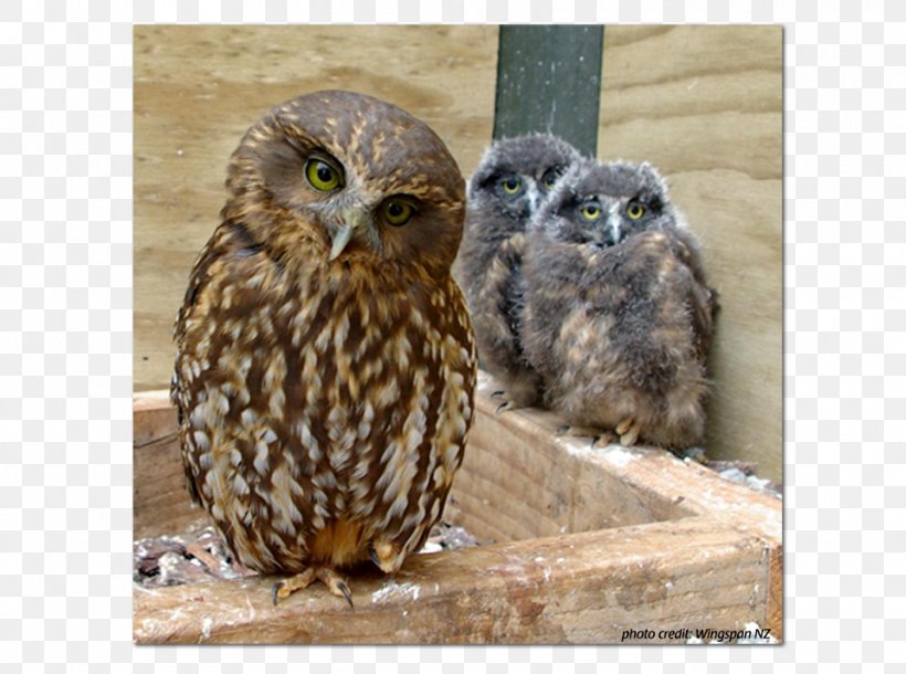 Owl New Zealand Bird Morepork South Island Robin, PNG, 960x715px, Owl, Beak, Bird, Bird Of Prey, Falcon Download Free