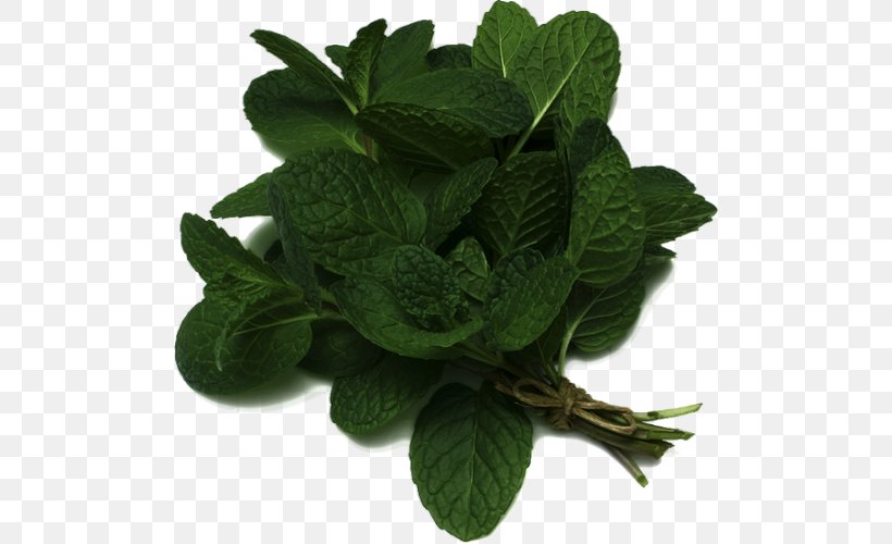 Peppermint Mentha Spicata Pianta Aromatica Salad Burnet Herb, PNG, 500x500px, Peppermint, Aroma, Fines Herbes, Food, Herb Download Free