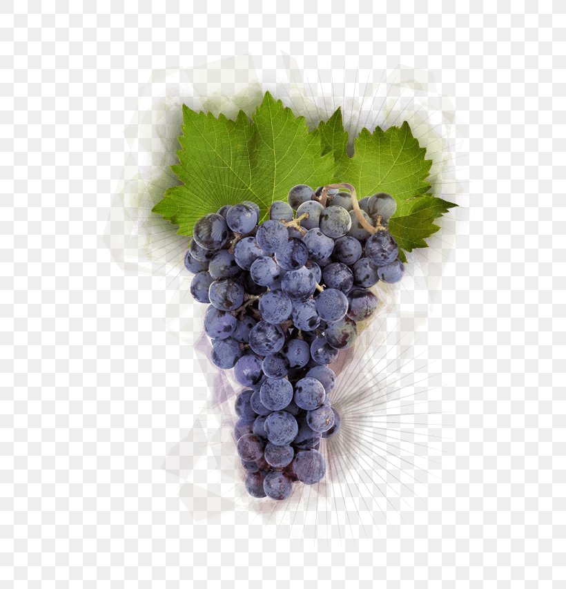 Pinot Noir Grape Burgundy Wine Winemaking Food, PNG, 663x853px, Pinot Noir, Burgundy Wine, Common Grape Vine, Flavor, Flowering Plant Download Free