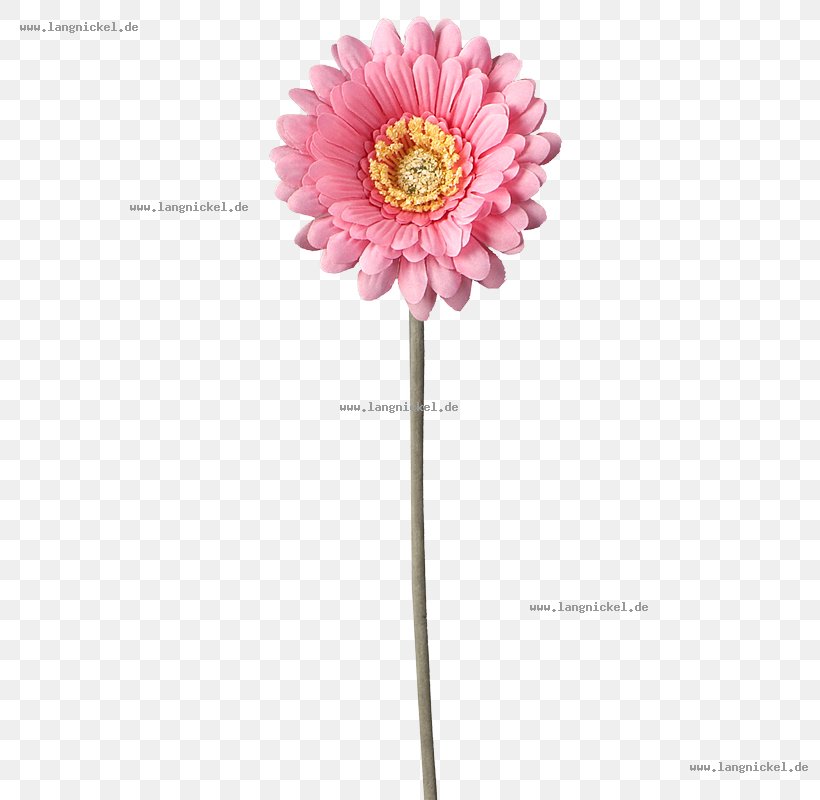 Transvaal Daisy Pink Daisy Family Cut Flowers, PNG, 800x800px, Transvaal Daisy, Artificial Flower, Color, Cut Flowers, Daisy Family Download Free