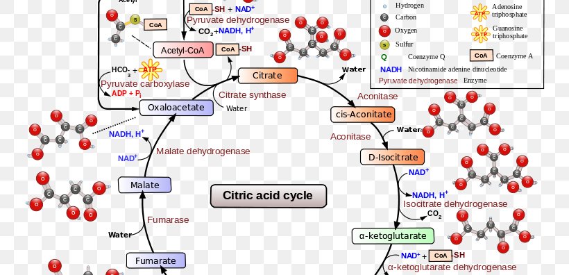 Citric Acid Cycle Cellular Respiration Metabolic Pathway, PNG, 754x396px, Citric Acid Cycle, Acetylcoa, Aerobic Organism, Area, Biochemistry Download Free