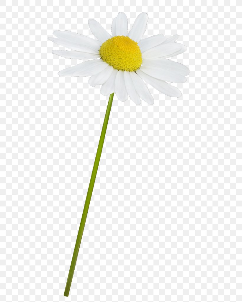 Common Daisy Oxeye Daisy Roman Chamomile Mayweed, PNG, 581x1024px, Common Daisy, Chamaemelum Nobile, Chamomile, Chamomiles, Daisies Download Free