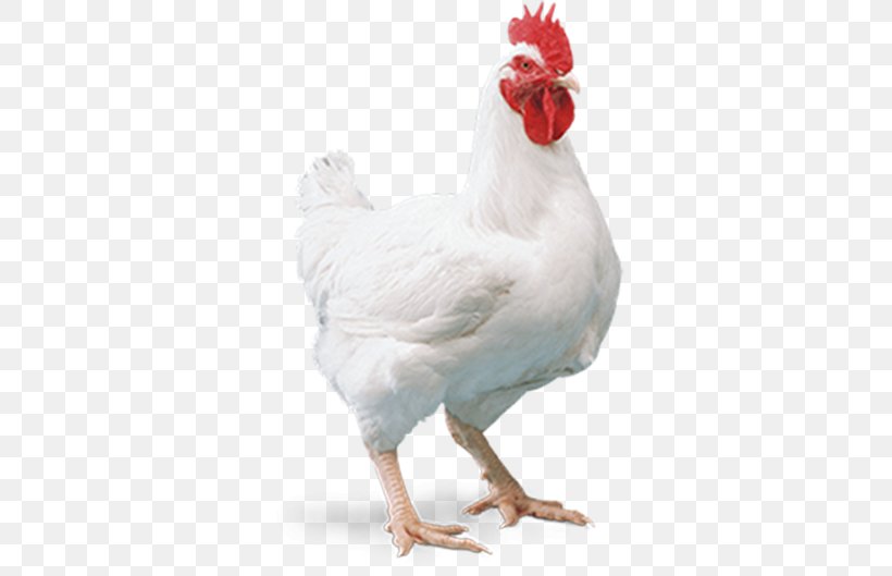 Cornish Chicken Broiler Chicken As Food Poultry Farming, PNG, 400x529px, Cornish Chicken, Beak, Bird, Broiler, Chicken Download Free