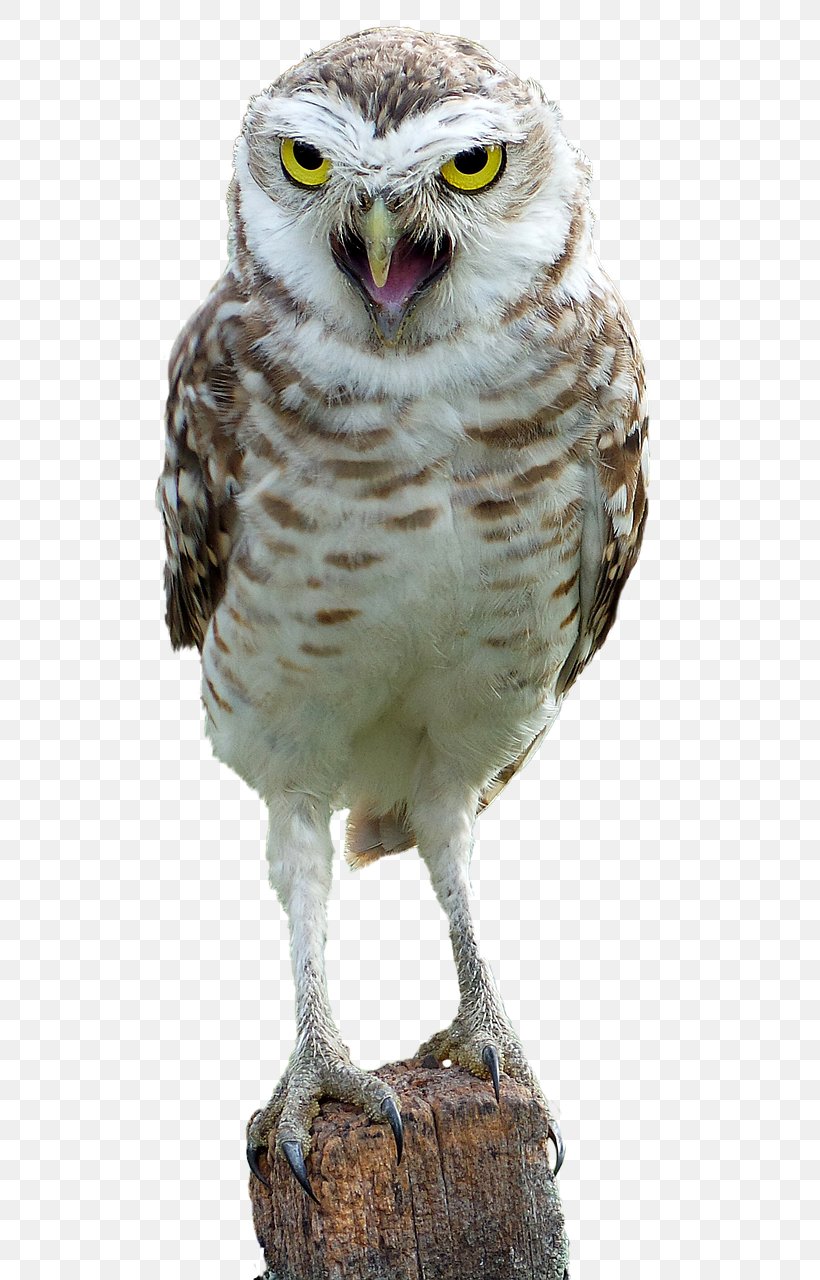 Great Horned Owl Bird The Barn Owl Snowy Owl, PNG, 611x1280px, Owl, Aegolius, Animal, Barn Owl, Barred Owl Download Free