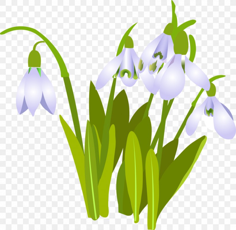 Snowdrop Cut Flowers Clip Art, PNG, 1000x976px, Snowdrop, Aloe Vera, Chrysanthemum, Cut Flowers, Daffodil Download Free