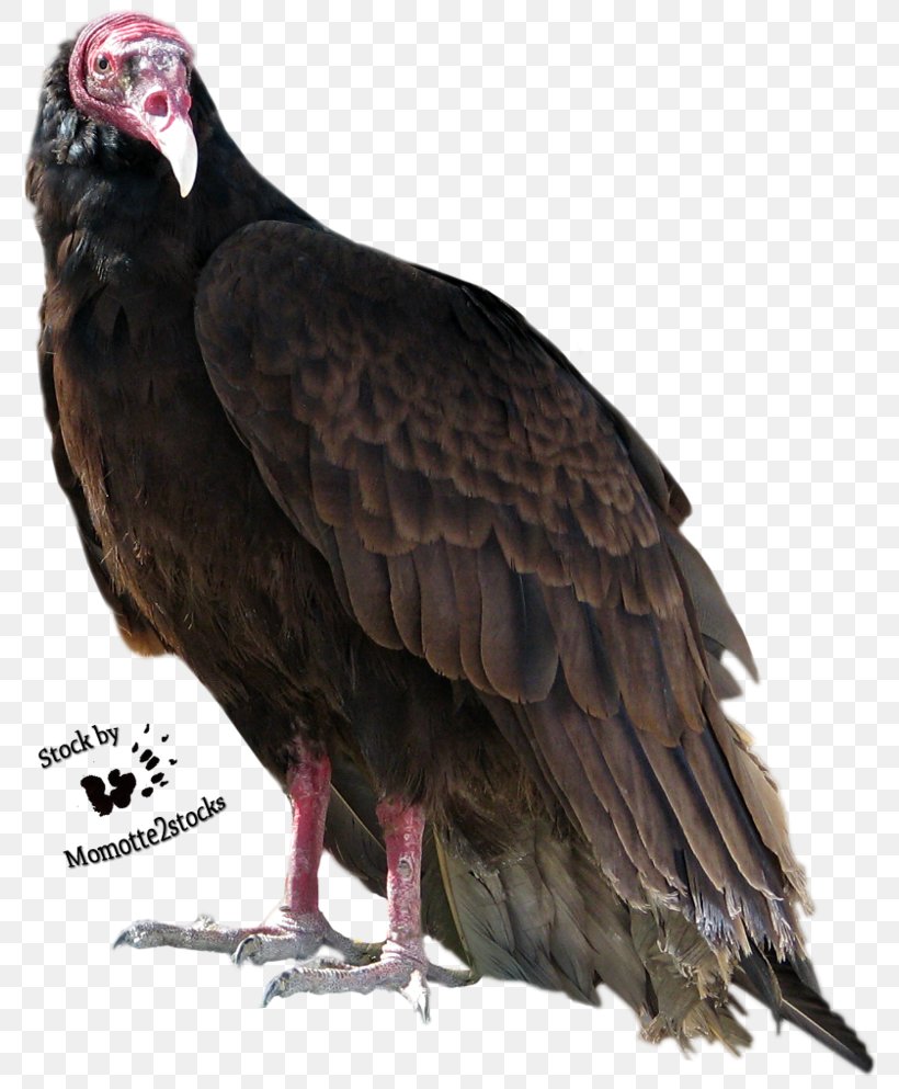 Turkey Vulture Bird Beaky Buzzard, PNG, 805x993px, Turkey Vulture, Accipitriformes, Beak, Beaky Buzzard, Bird Download Free
