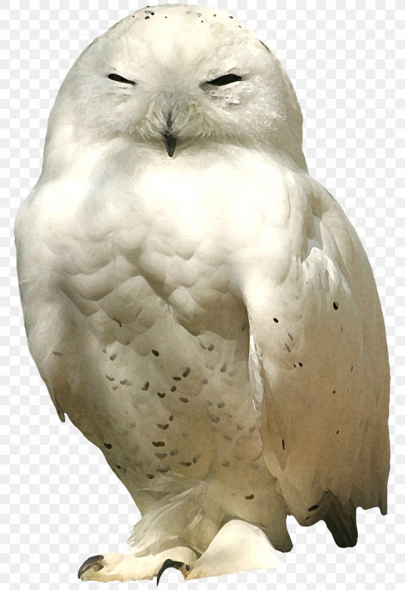 Bird Image Little Owl Centerblog, PNG, 1098x1600px, Bird, Animal Figure, Barn Owl, Beak, Bird Of Prey Download Free