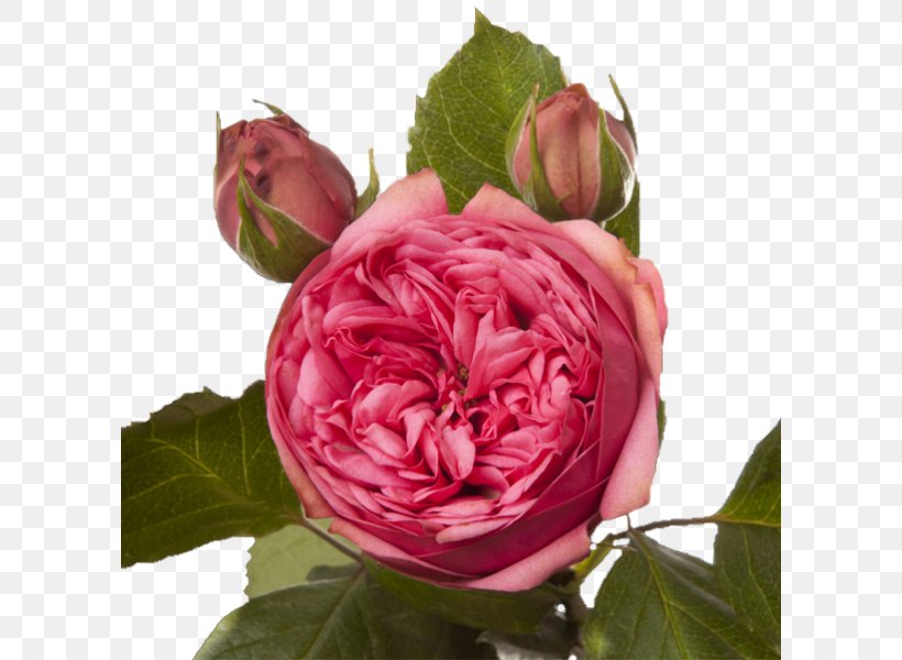 Garden Roses Cabbage Rose Floribunda French Rose Memorial Rose, PNG, 600x600px, Garden Roses, Cabbage Rose, China Rose, Cut Flowers, Floral Design Download Free