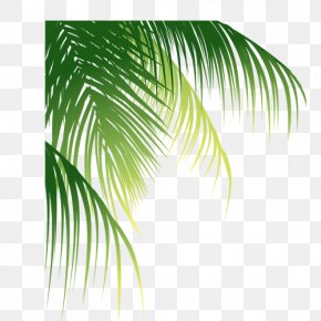 Leaf Arecaceae, Png, 800x783px, Summer, Holiday, Illustration, Summer 