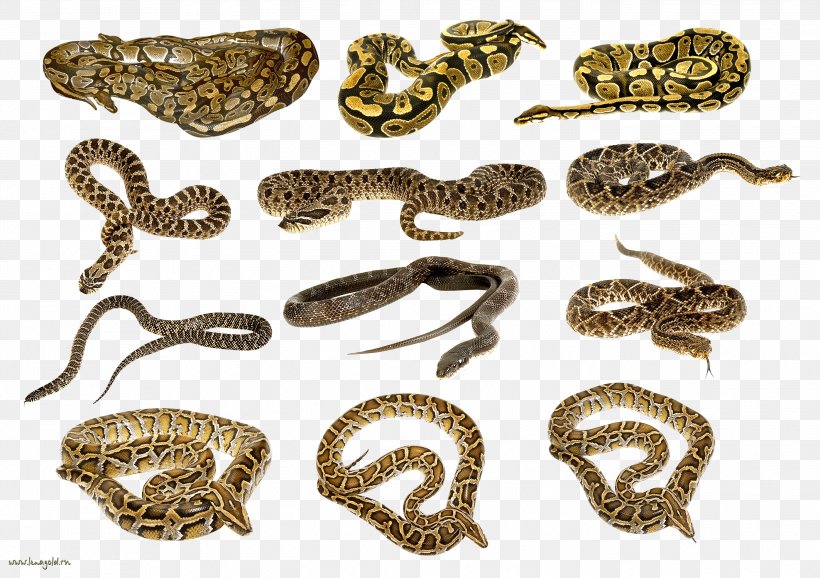 Snake Clip Art, PNG, 2795x1973px, Snake, Body Jewelry, Image File Formats, Organism, Photography Download Free