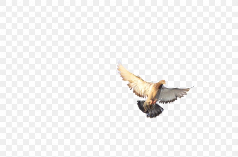 Eagle Fauna Beak, PNG, 1098x727px, Eagle, Accipitriformes, Beak, Bird, Bird Of Prey Download Free
