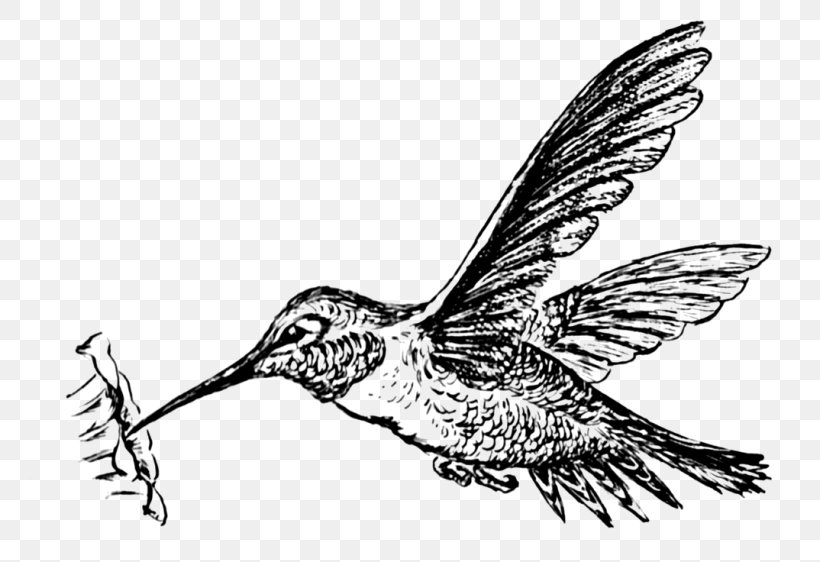 Hummingbird Clip Art Drawing Image, PNG, 768x562px, Hummingbird, Animal, Art, Beak, Bird Download Free
