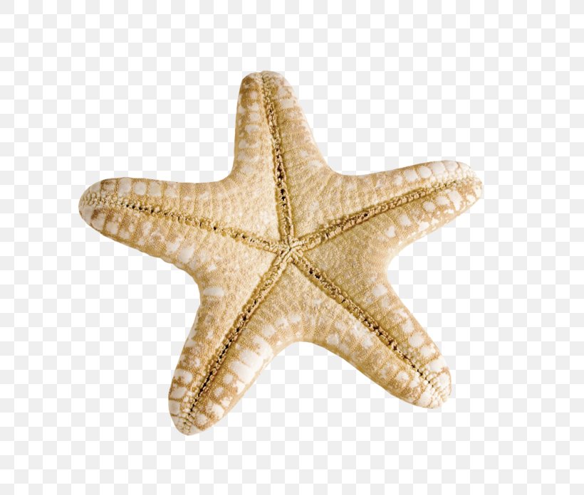 Starfish Seashells Mollusc Shell, PNG, 700x696px, Starfish, Beach, Echinoderm, Invertebrate, Marine Invertebrates Download Free