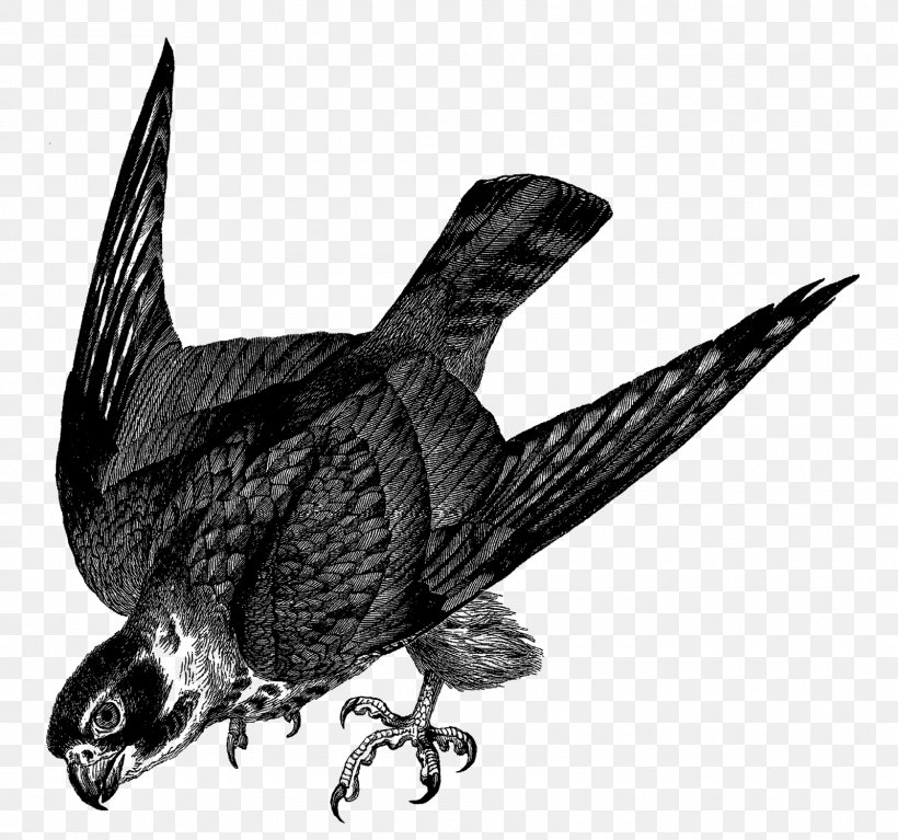 Bird Drawing Falcon Clip Art, PNG, 1600x1498px, Bird, Albatross, Beak, Bird Of Prey, Black And White Download Free