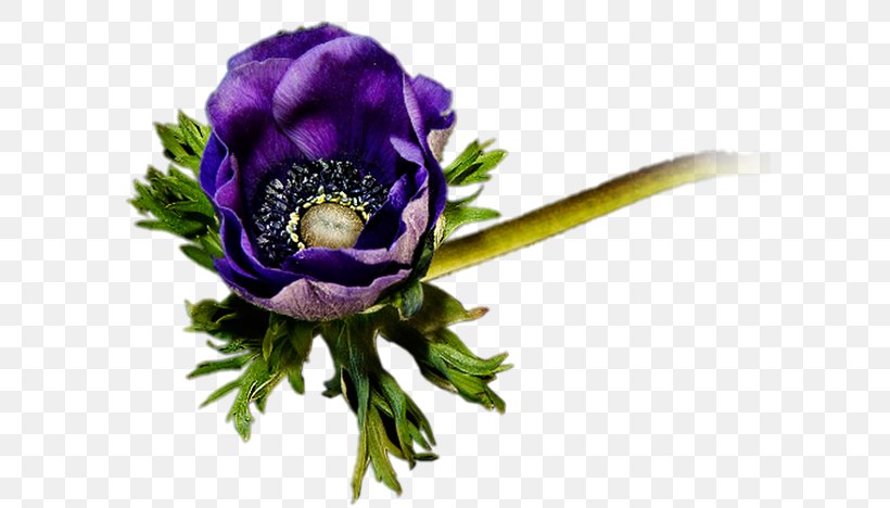 Floral Design Cut Flowers Purple Floristry, PNG, 600x468px, Floral Design, Anemone, Blue, Color, Cut Flowers Download Free