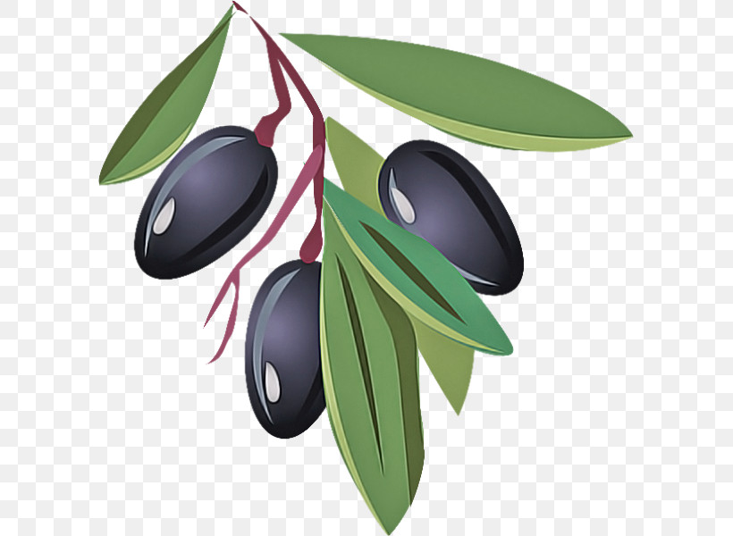 Olive Leaf Tree Plant Fruit, PNG, 600x600px, Olive, Flower, Fruit, Leaf, Plant Download Free