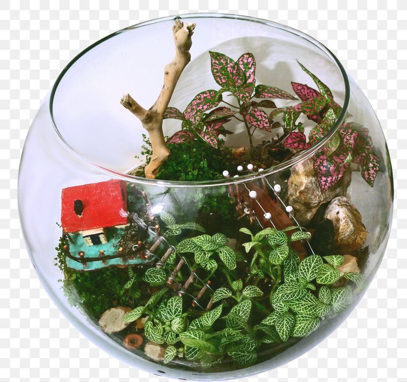 Polka Dot Plant Terrarium Glass Sansevieria, PNG, 768x768px, Plant, Aquarium, Cirsium Vulgare, Crassulacean Acid Metabolism, Dish Download Free