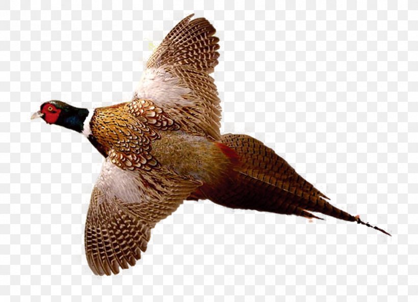 Ring-necked Pheasant Drawing Bird Hunting, PNG, 947x685px, Ringnecked Pheasant, Beak, Bird, Chukar Partridge, Drawing Download Free