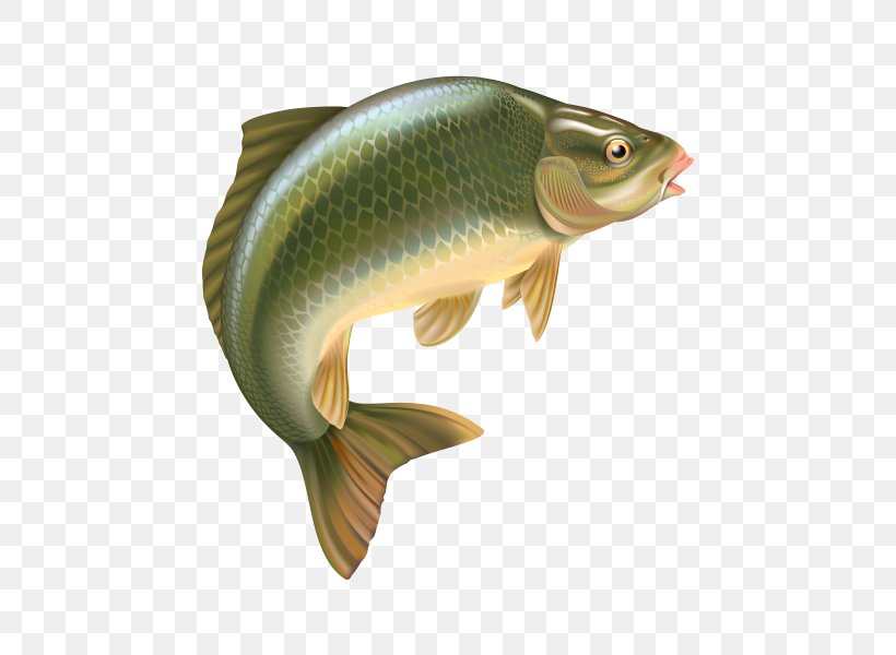 Bass The Carp: Biology And Culture Carp Fishing Common Carp, PNG, 600x600px, Bass, Bony Fish, Carp, Carp Fishing, Cod Download Free