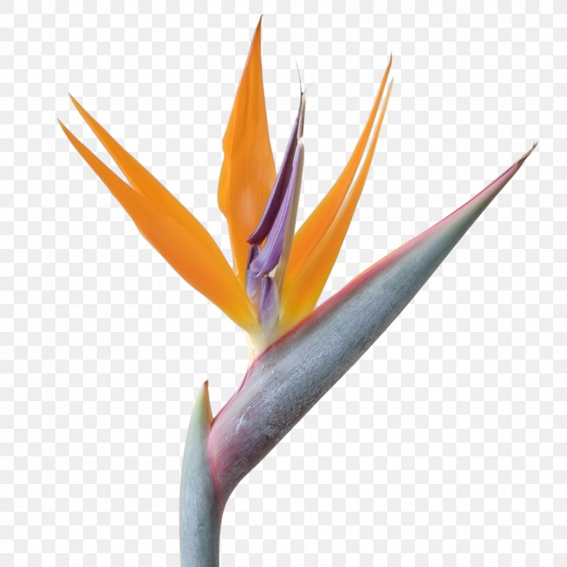 Bird-of-paradise Bird Of Paradise Flower Quarterback, PNG, 1200x1200px, Birdofparadise, Bird, Bird Of Paradise Flower, Centimeter, Customer Download Free