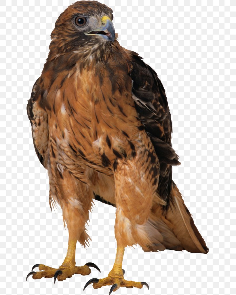 Bird, PNG, 639x1024px, Bird, Beak, Bird Of Prey, Buzzard, Digital Image Download Free