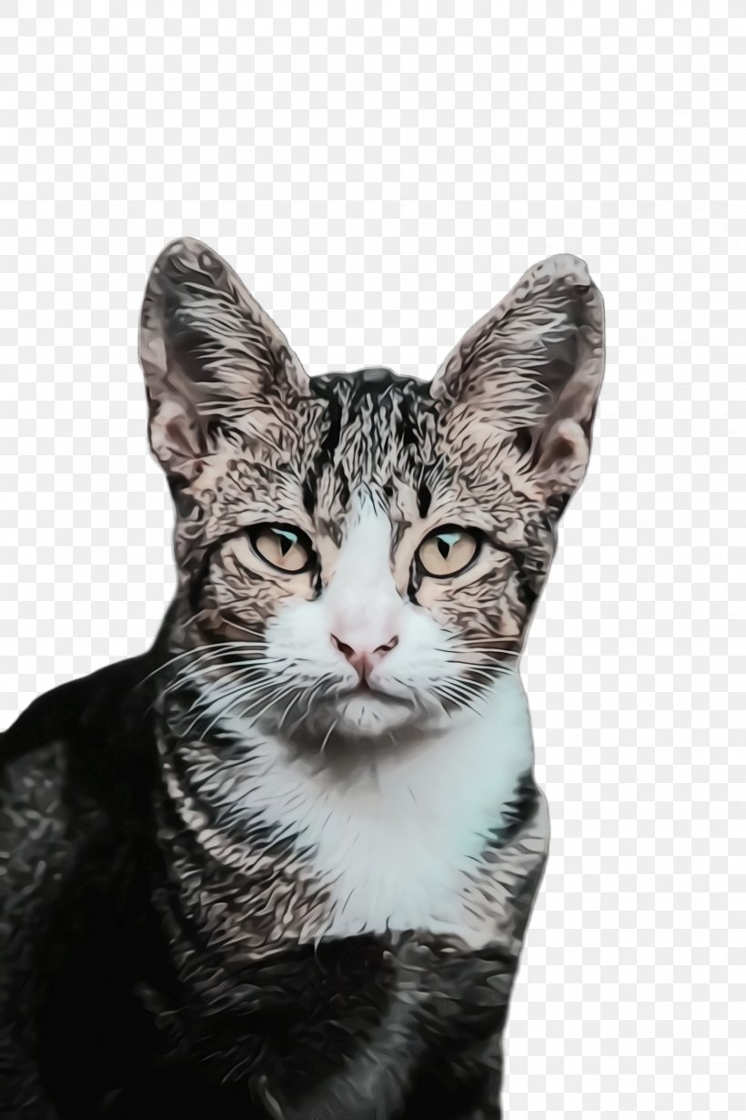 Cat Small To Medium-sized Cats Whiskers Tabby Cat American Wirehair, PNG, 1632x2448px, Watercolor, American Wirehair, Cat, European Shorthair, Paint Download Free