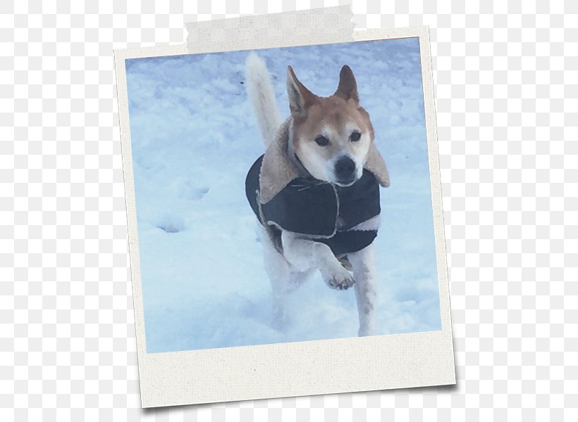 Dog Breed Shikoku Shiba Inu Siberian Husky Snout, PNG, 500x600px, Dog Breed, Breed, Carnivoran, Dog, Dog Breed Group Download Free