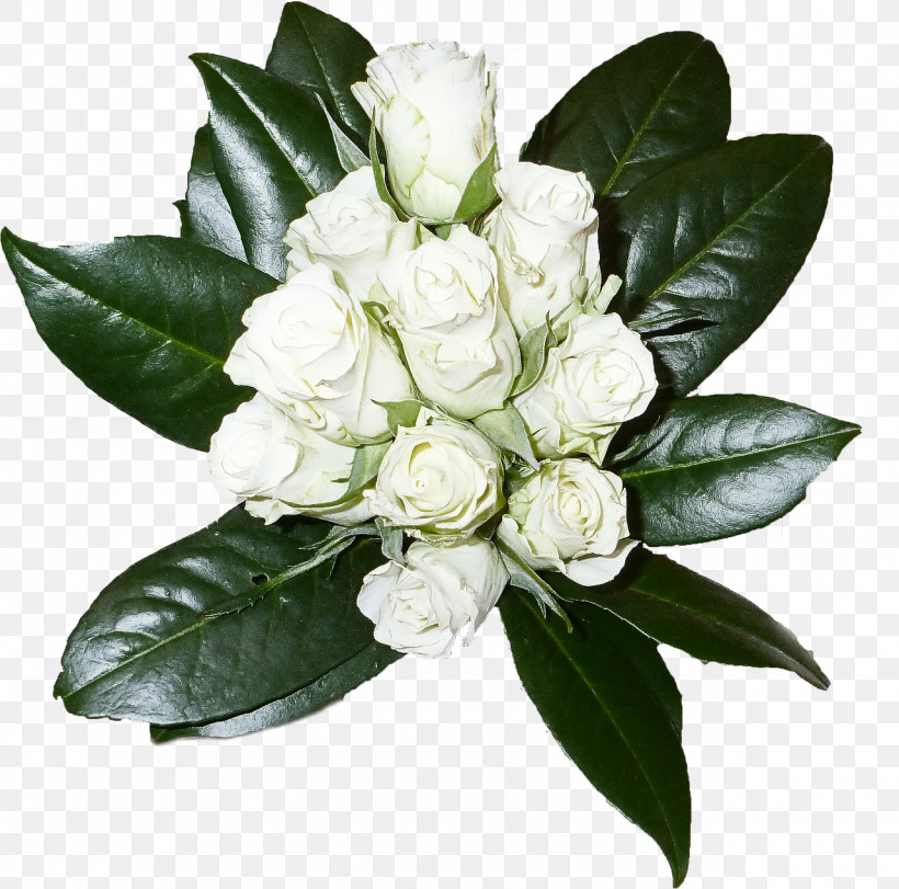 Flower Plant Leaf Gardenia Petal, PNG, 1280x1266px, Flower, Gardenia, Houseplant, Leaf, Petal Download Free