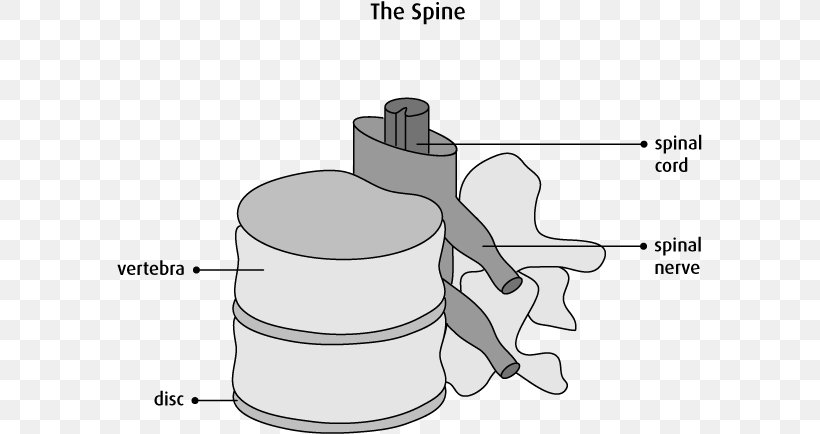 Vertebral Column Spinal Cord Anatomy Cervical Vertebrae Nervous System, PNG, 586x434px, Watercolor, Cartoon, Flower, Frame, Heart Download Free